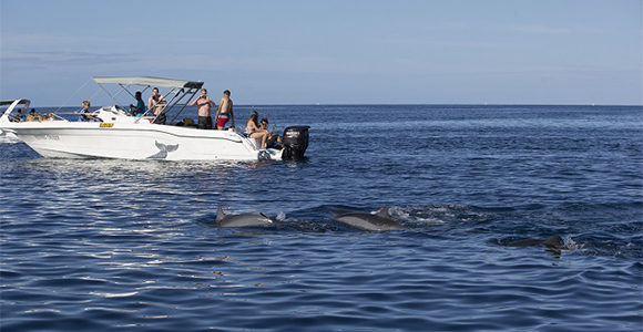 dolphins